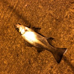 今年の初フィッシュは…