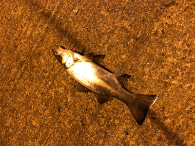 今年の初フィッシュは…