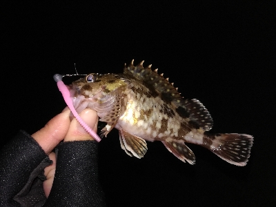 激渋ライトゲーム