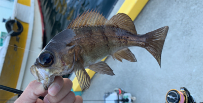 メバルにシフト気味