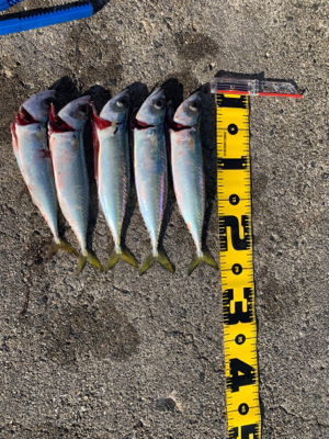 スーパーライトショアジギング