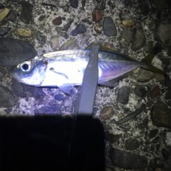 アジ抜けた⁉︎