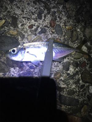 アジ抜けた⁉︎