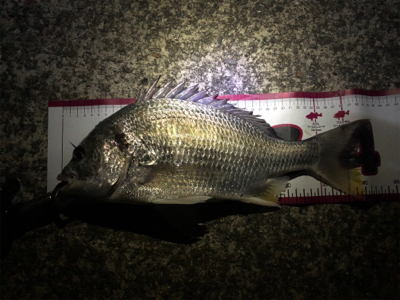 シーバス狙いのはずだった…