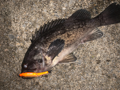 ジョイクロ70やらかす！