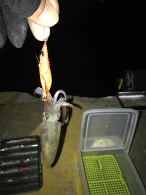 まだまだヒイカ釣りσ(^_^;)