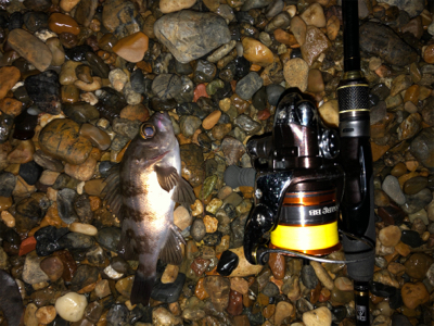 水温下がってきた？