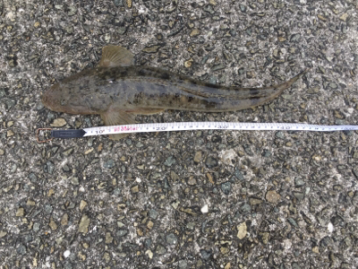 エレベーター釣り！