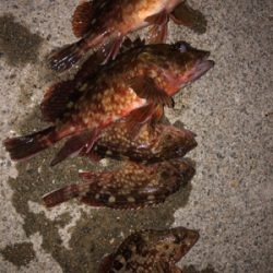 ロックフィッシュ