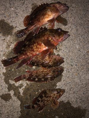 ロックフィッシュ