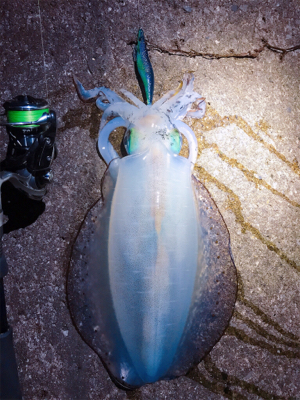 月夜×ケイムラカラー