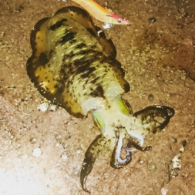 今年も宜しくお願い致します。