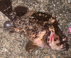 ライトリグでガヤ祭り！