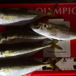 アジング練習 97