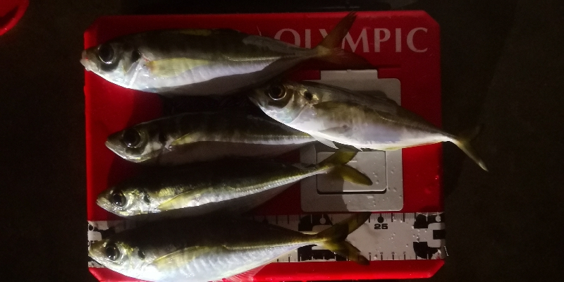 アジング練習 97