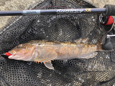 ワイワイフィッシング