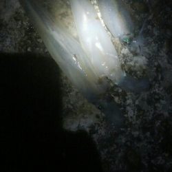 槍2　障泥1　釣果！