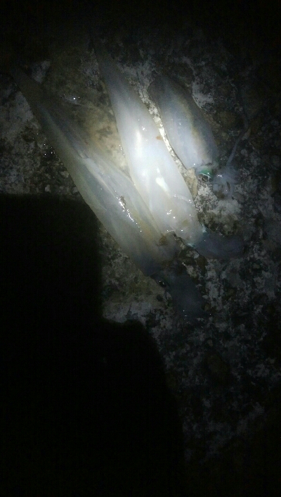 槍2　障泥1　釣果！