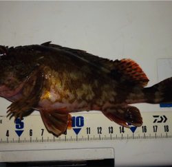 ガシラ無限パターン^_^