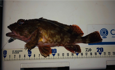 ガシラ無限パターン^_^