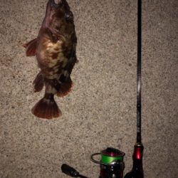 ロックフィッシュ5