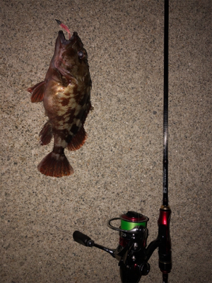 ロックフィッシュ5