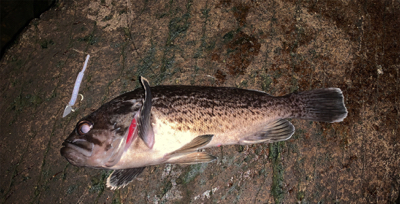 狙ってメバルを釣るよ〜
