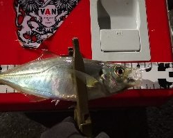 アジング練習 98