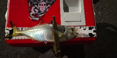 アジング練習 98