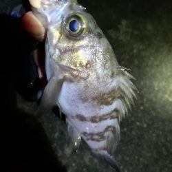 ナイトメバリング