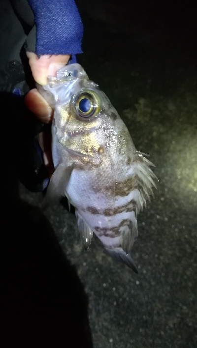 ナイトメバリング