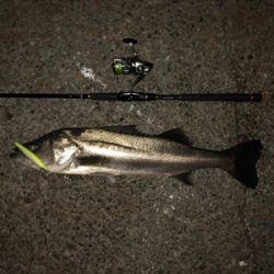 今日もアサシン