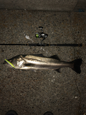 今日もアサシン