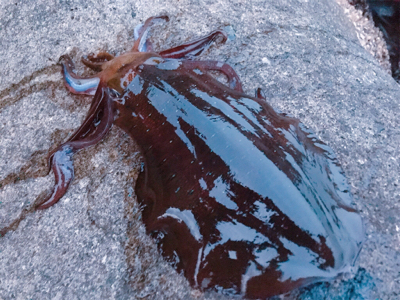 夕まずめパワー