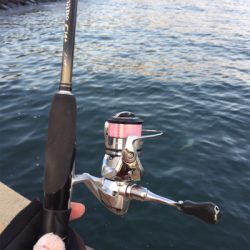 大阪湾奥アジング 終盤