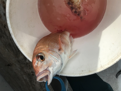 ヒトツテンヤ釣り