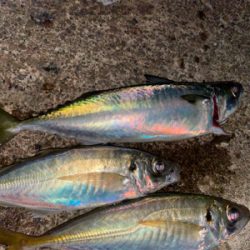 サバ.アジ.アジ