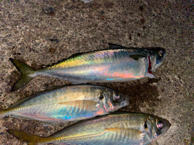 サバ.アジ.アジ