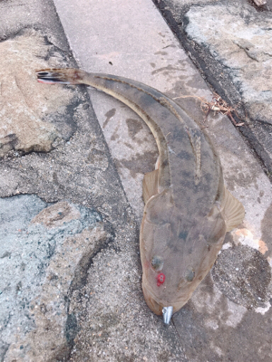 フラットフィッシュ