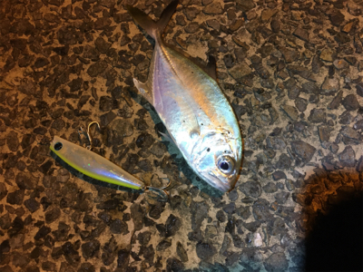 魚影が濃かった。ライトゲーム