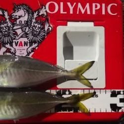 アジング練習 99