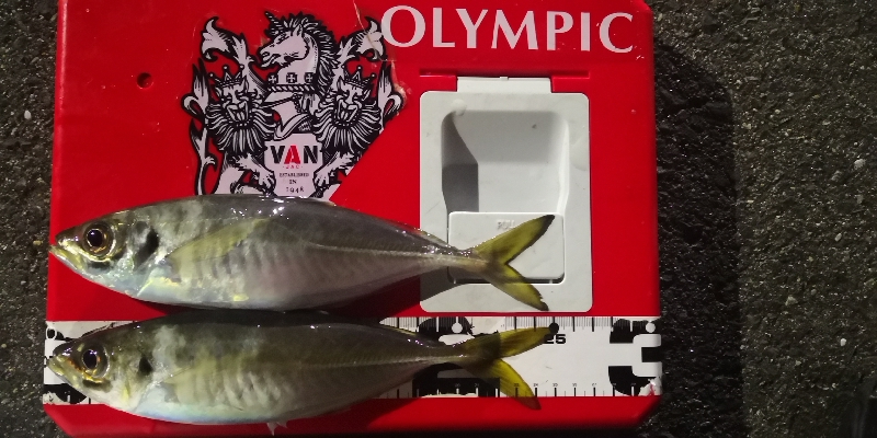 アジング練習 99