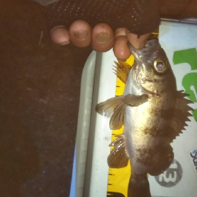 出遅れの初釣り