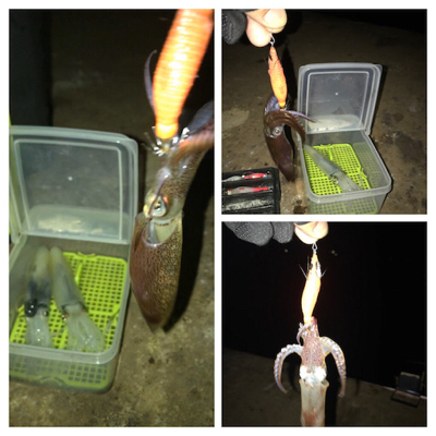 ヒイカ釣り…後のアジング(^.^)