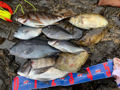 三重県紀北町 沖磯グレ