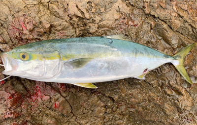 フラット接岸中