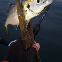 アジング練習 100