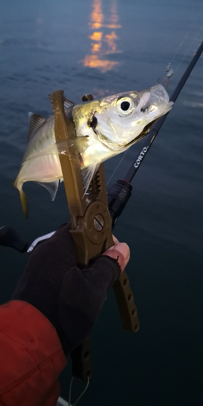 アジング練習  100