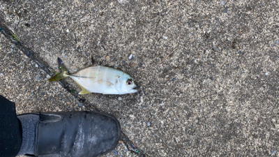 サビキ五目‼️…