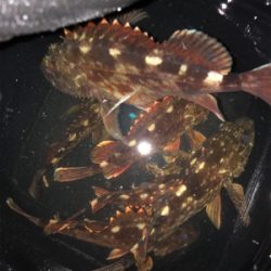 ロックフィッシュ